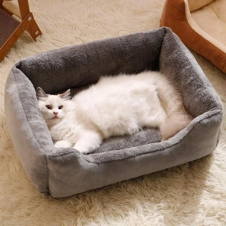 Cat Beds & Furniture